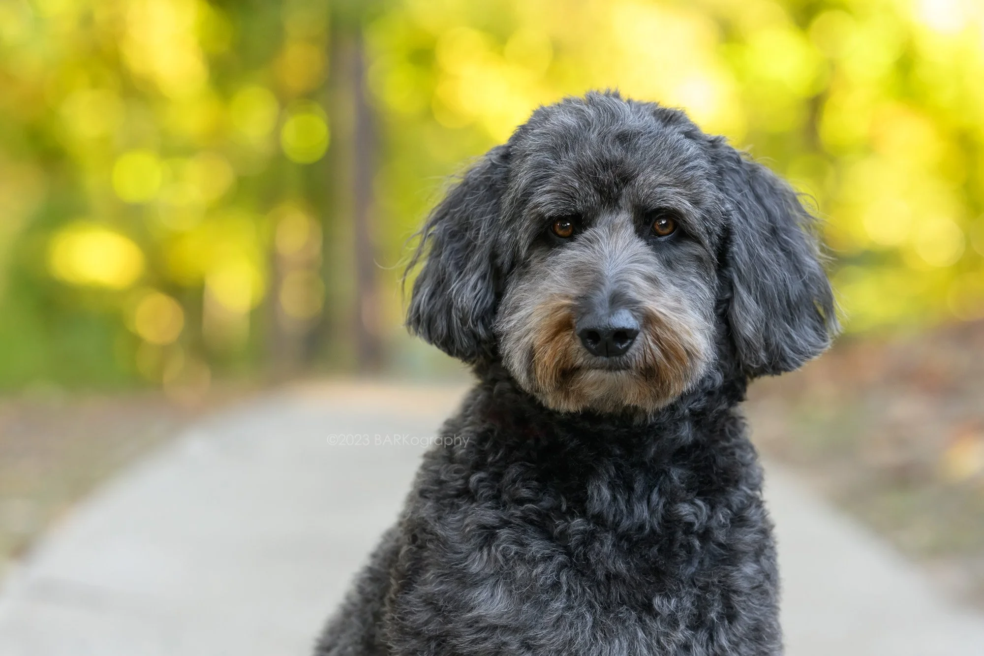 Nikon's Z 135mm f/1.8 S Plena Lens Review — BARKography